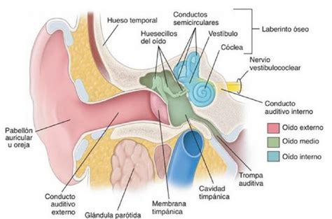 Corte transversal del oído mostrando las capas de la membrana timpánica