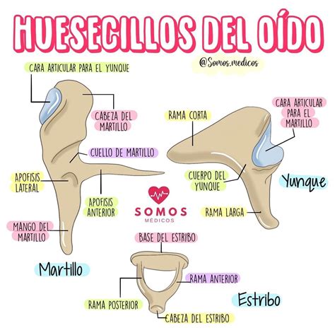 Ilustración de los huesecillos del oído medio: martillo, yunque y estribo