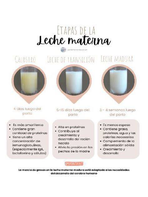 esquema de las etapas de la leche materna: calostro, transición y leche madura