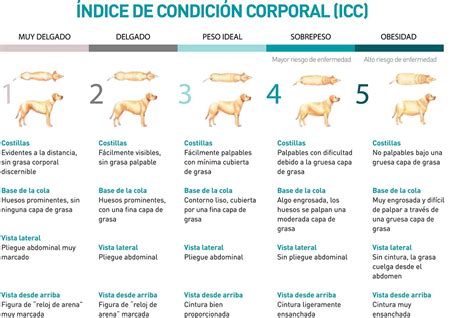 Diagrama ilustrando la escala de condición corporal (BCS) para yeguas.