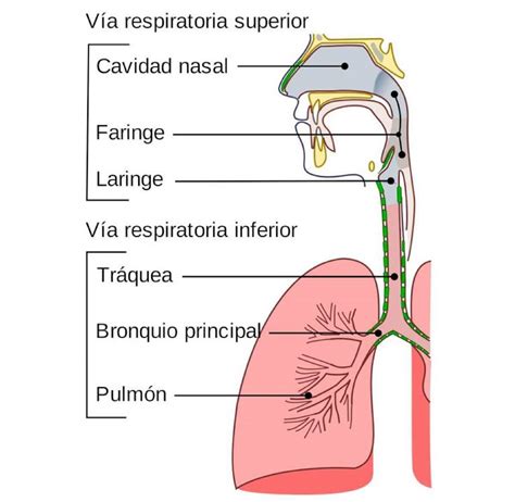 Esquema de las vías respiratorias y la nariz
