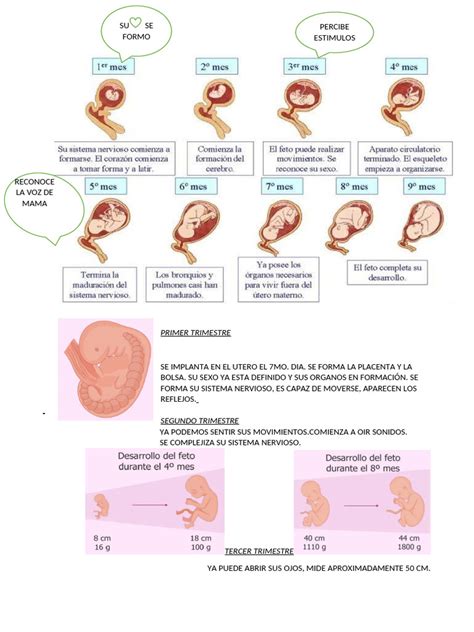 Gráfico de los trimestres del embarazo y el desarrollo fetal