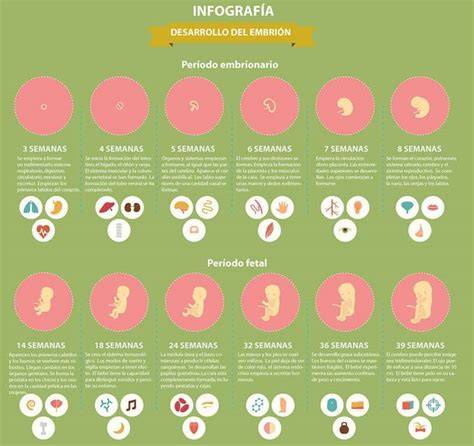 Infografía comparativa de la evolución del embarazo por meses y semanas