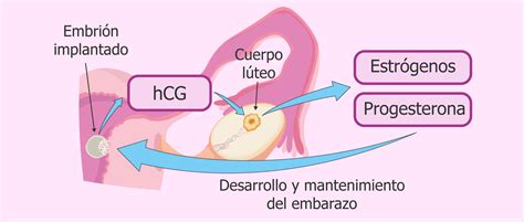 Esquema sobre el aumento de la hormona hCG en las primeras semanas de gestación