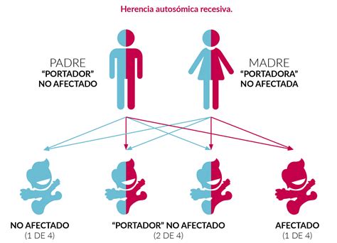 Infografía que explica cómo se hereda el ADN del padre y de la madre para formar el perfil genético único de un hijo.