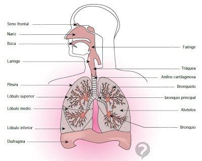 Esquema de la anatomía de la vía aérea superior y la tráquea, indicando la posición correcta del tubo endotraqueal.