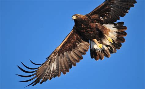 Águila real en vuelo