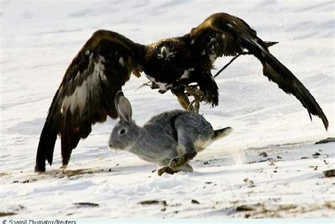 Águila cazando un conejo