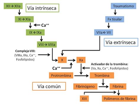 Esquema de las vías de coagulación sanguínea y su interacción con el embarazo