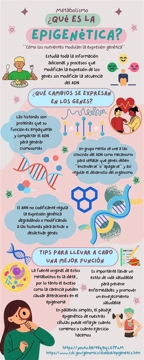 Infografía sobre la epigenética: cómo el ambiente uterino (nutrición y moléculas maternas) influye en la expresión de los genes del embrión.