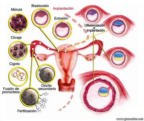 Esquema de la implantación embrionaria y la interacción con el sistema inmune materno