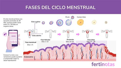 Esquema explicativo del ciclo menstrual: fases folicular y lútea, el momento de la ovulación y la ventana de implantación.