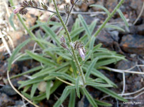 Fotografía de la planta Viborina triste (Echium triste) en su hábitat natural