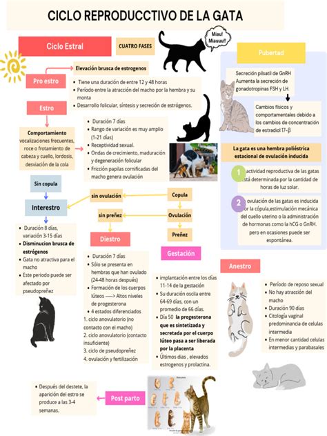 Esquema del ciclo reproductivo de una gata y momentos clave para la intervención veterinaria