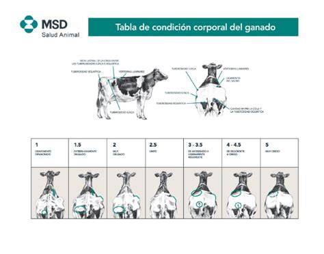 Tabla de puntuación de condición corporal para cabras