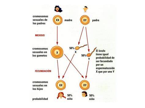 Esquema de la fecundación y determinación cromosómica del sexo