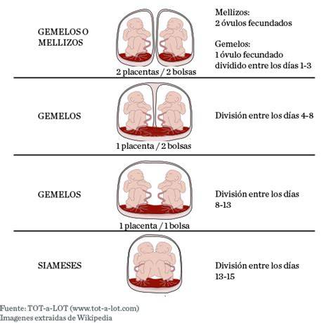 diagrama explicativo de mellizos y gemelos