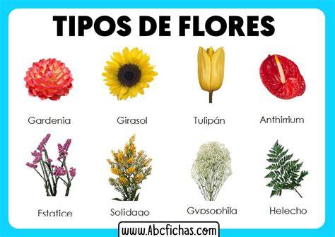 Muestra de diferentes tipos de flores mencionadas en el texto
