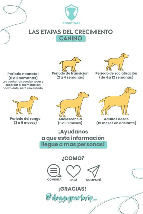 Esquema de las etapas de crecimiento de un cachorro Chihuahua desde el nacimiento hasta la edad adulta