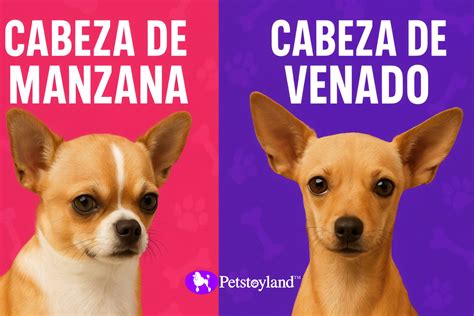 Comparación visual entre un Chihuahua de tamaño normal y un Chihuahua de bolsillo