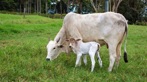 Gráfico comparativo de la duración del destete en adultos y pediatría.
