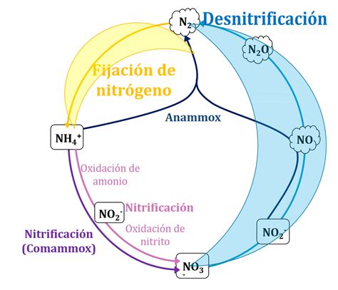 Infografía explicativa sobre el ciclo de los nitratos en las plantas y su transformación en nitritos en el organismo humano.