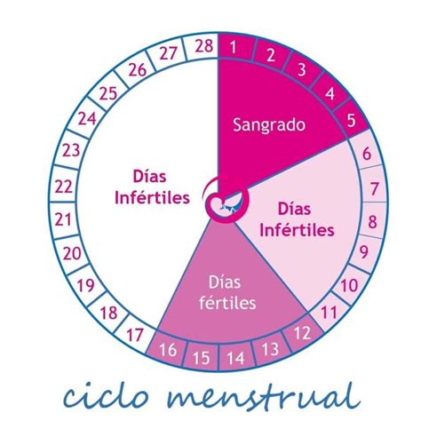 Diagrama del ciclo menstrual femenino con los días fértiles marcados