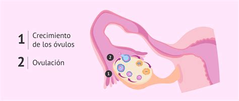 Ilustración de la ovulación: un óvulo siendo liberado del ovario
