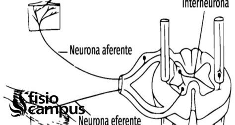 Esquema explicativo del reflejo de la tos: vías aferentes y eferentes en el sistema respiratorio infantil
