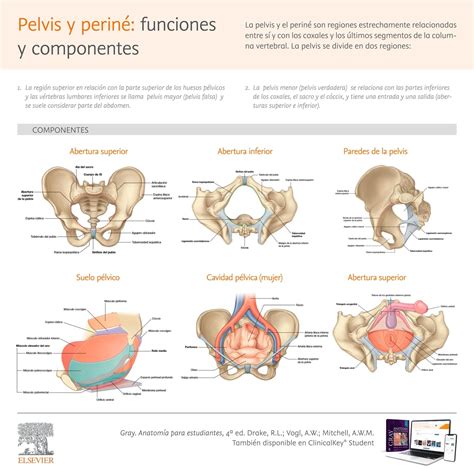 Esquema de la anatomía pélvica femenina durante el tercer trimestre mostrando la presión ejercida por el útero sobre la sínfisis púbica