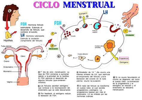 Esquema del ciclo menstrual y la formación de quistes funcionales (folicular y cuerpo lúteo)