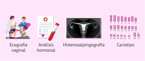 Esquema sobre factores de fertilidad masculina y femenina y cronograma de pruebas recomendadas