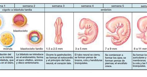 Diagrama del desarrollo embrionario y principales estructuras a las 7 semanas de gestación