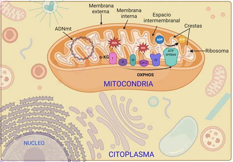 Esquema explicativo de la función de la CoQ10 en la producción de energía mitocondrial dentro de las células reproductivas.