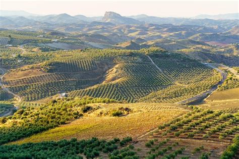 Paisaje rural de Férez, Albacete, con olivos y montañas