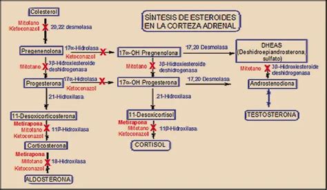 Esquema del mecanismo de acción del ketoconazol en la síntesis de ergosterol.