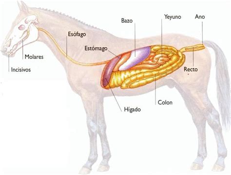 Esquema anatómico del sistema digestivo equino destacando las zonas de mayor riesgo de obstrucción