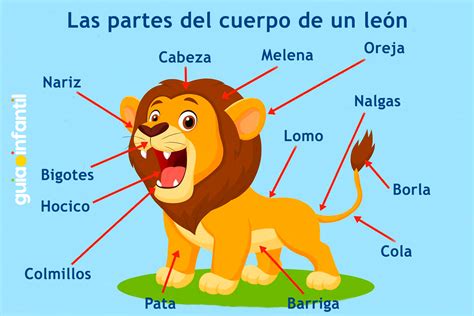 Esquema de las partes más vulnerables de un bebé en el coche: cabeza, cuello y torso