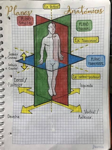 Esquema anatómico que muestra la diferencia entre pezón normal, plano e invertido para facilitar la identificación.