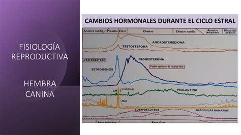 Esquema del ciclo reproductivo canino