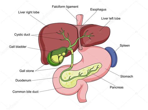 ilustración del hígado y vesícula biliar