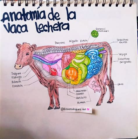 Esquema de la anatomía uterina de una vaca y el proceso de desprendimiento placentario normal