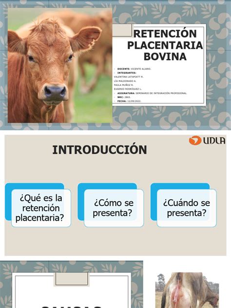 Infografía mostrando factores de riesgo de retención placentaria en vacas