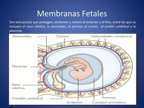 Imagen de una vaca con membranas fetales retenidas visibles