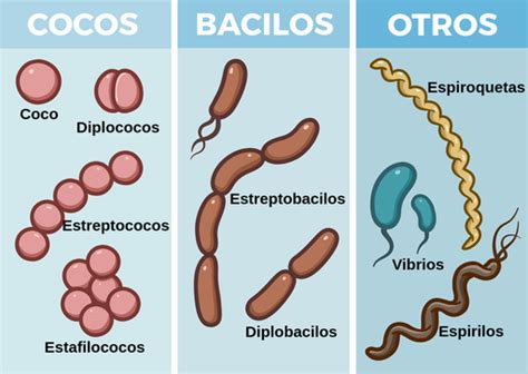 Esquema de la estructura bacteriana de Streptococcus: cocos esféricos organizados en cadenas