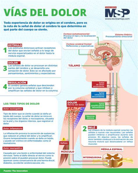 Esquema anatómico mostrando las zonas de irradiación del dolor durante la dismenorrea