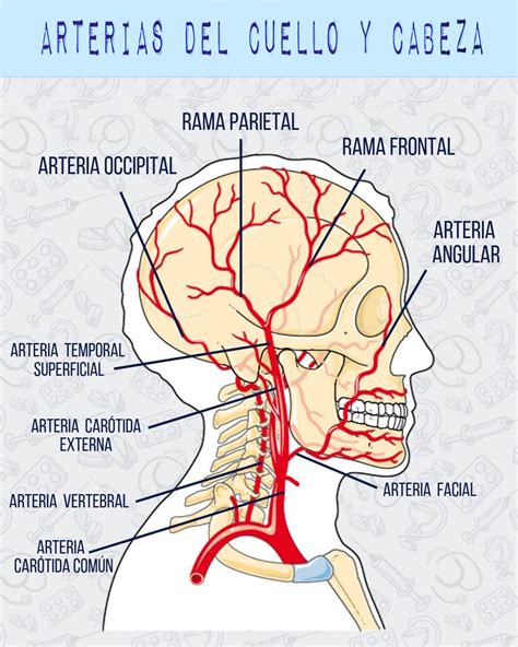 Esquema de la cabeza con las estructuras del dolor