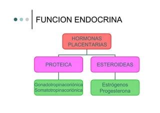 Infografía sobre las funciones endocrinas de la placenta: hormonas polipeptídicas y esteroideas.