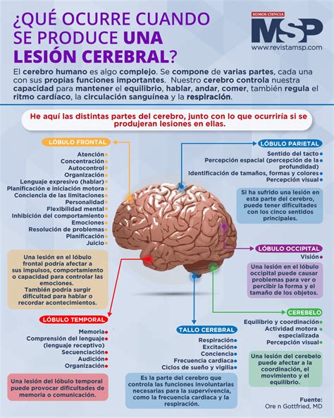 Ilustración de las fases de la lesión cerebral hipóxico-isquémica