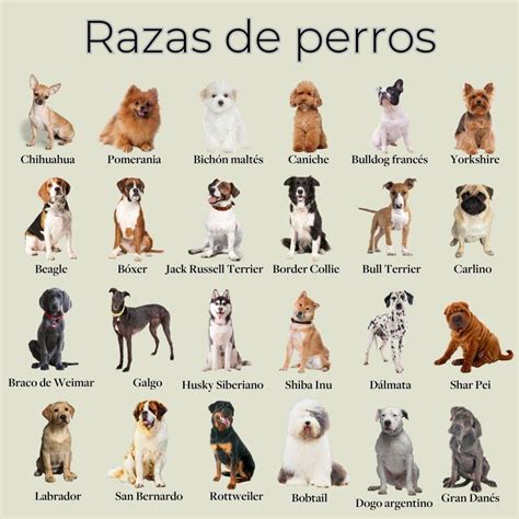 Ilustración que muestra la evolución del peso diario de cachorros de diferentes razas tras el destete.